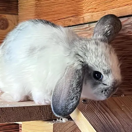 Monika - Altenmarkt Apart Otel Altenmarkt im Pongau