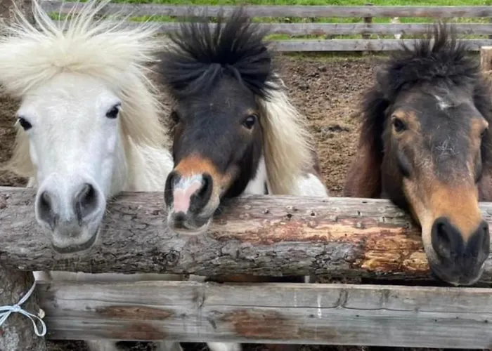 Appart hôtel Monika - Altenmarkt